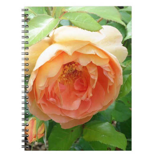 Romantische elegante Oranje Rozen Notitieboek (Voorkant)