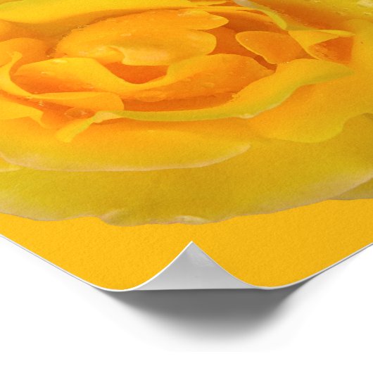 Romantische gele rozendruppels poster (Hoek)