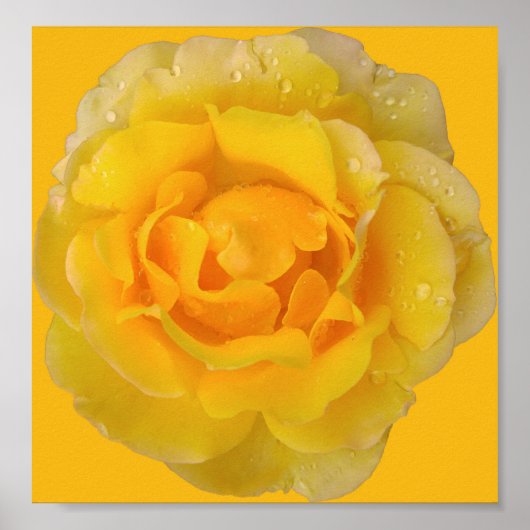 Romantische Gele Rozenwaterdruppels Poster (Voorkant)