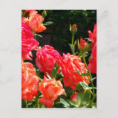 Romantische koraalrozen briefkaart (Voorkant)