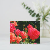 Romantische koraalrozen briefkaart (Staand voorkant)