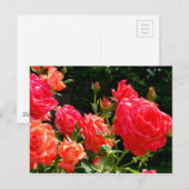 Romantische koraalrozen briefkaart (Voorkant / Achterkant)