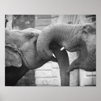 Romantische olifanten Foto, zwart en wit Poster