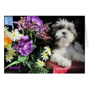 Romantische puppy verrassing?