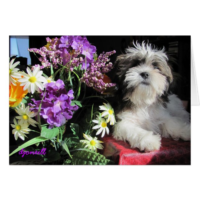 Romantische puppy verrassing? (Voorkant Horizontaal)