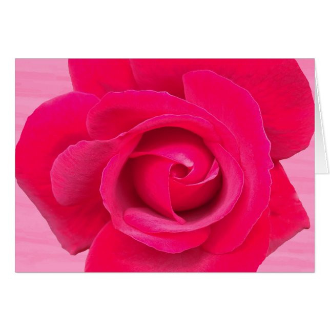 Romantische rode roze roos (Voorkant Horizontaal)