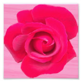 Romantische rode roze roos foto afdruk (Voorkant)