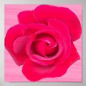 Romantische rode roze roos poster (Voorkant)
