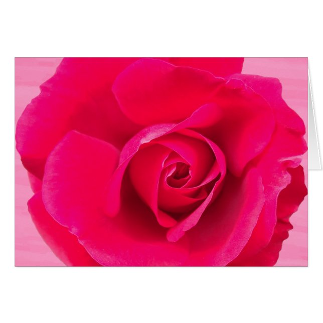 Romantische rode roze roos v2 (Voorkant Horizontaal)