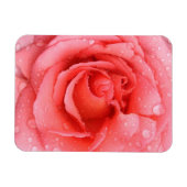 Romantische Rode Roze Rozenwaterdruppels Magneet (Horizontaal)