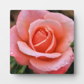 Romantische Roos Botanische Kunstprint Fotoplaat (Voorkant)
