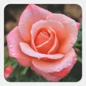 Romantische Roos Botanische Kunstprint Vierkante Sticker (Voorkant)