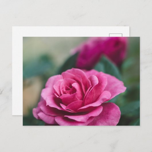Romantische Roze Briefkaart (Voorkant / Achterkant)