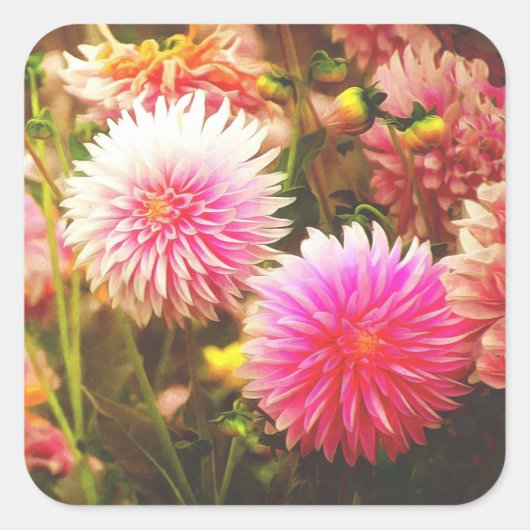 Romantische Roze Dahlia Tuin Vierkante Sticker (Voorkant)