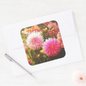 Romantische Roze Dahlia Tuin Vierkante Sticker (Envelop)