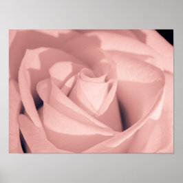 Romantische Roze Roos Bloem Archief Kunst Poster