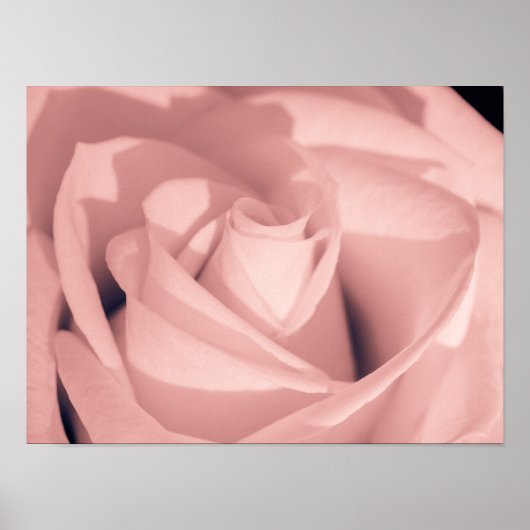 Romantische Roze Roos Bloem Archief Kunst Poster (Voorkant)