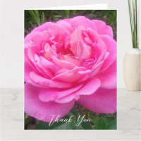 Romantische Roze Roos 'Leonardo Da Vinci'  