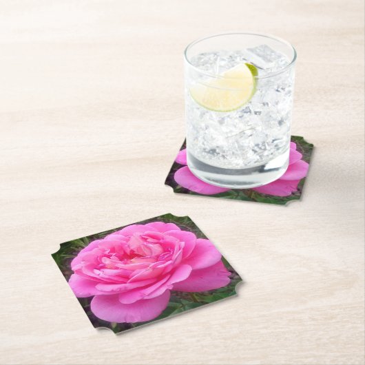 Romantische Roze Roos 'Leonardo Da Vinci'    Kartonnen Onderzetters (Insitu)