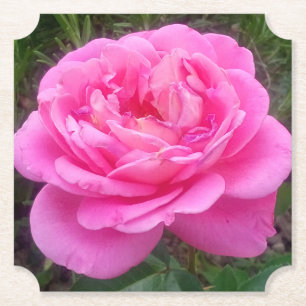 Romantische Roze Roos 'Leonardo Da Vinci'    Kartonnen Onderzetters