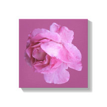 Romantische roze roos moderne bloemige boho chique