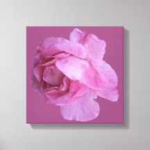 Romantische roze roos moderne bloemige boho chique