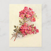 Romantische  roze rozen briefkaart (Voorkant)