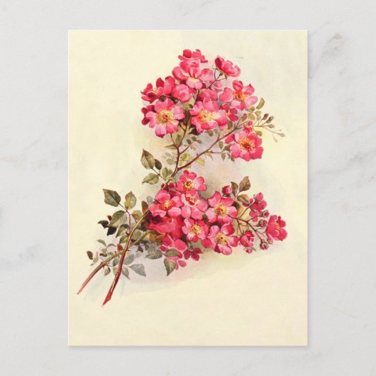 Romantische  roze rozen briefkaart (Voorkant)