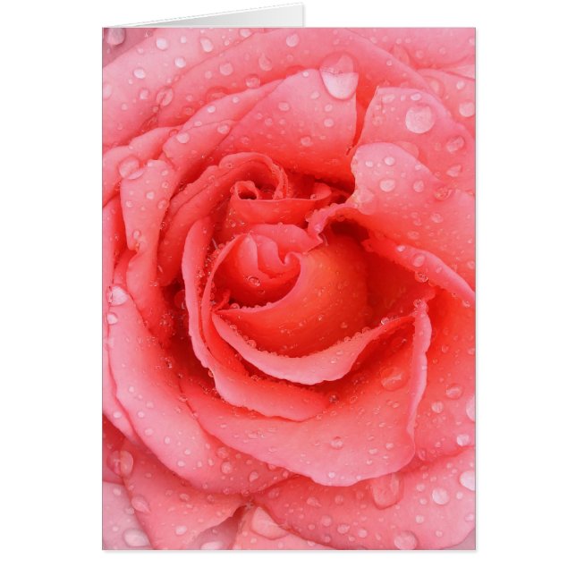 Romantische roze rozenwaterdruppels (Voorkant)
