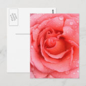 Romantische Roze Rozenwaterdruppels Briefkaart (Voorkant / Achterkant)