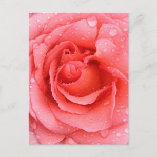 Romantische Roze Rozenwaterdruppels Briefkaart