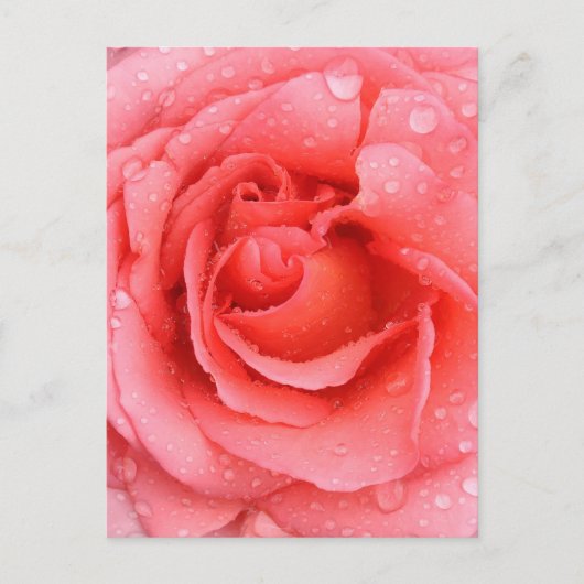 Romantische Roze Rozenwaterdruppels Briefkaart (Voorkant)