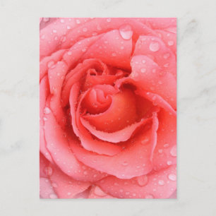 Romantische roze rozenwaterdruppels briefkaart