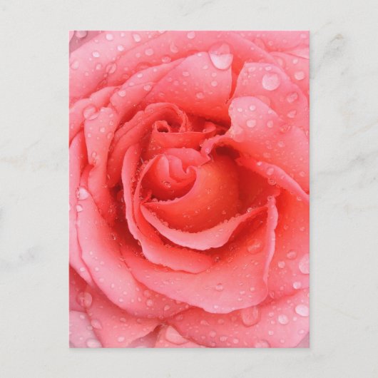 Romantische roze rozenwaterdruppels briefkaart (Voorkant)