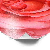 Romantische roze rozenwaterdruppels foto afdruk (Hoek)