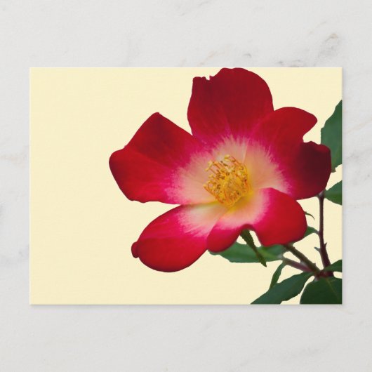 Romantische Roze Wilde Roos Briefkaart (Voorkant)