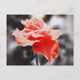 Romantische Rozen bloemen #3 Briefkaart