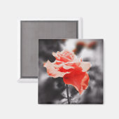 Romantische Rozen bloemen #3 Magneet (Voorkant / Achterkant)