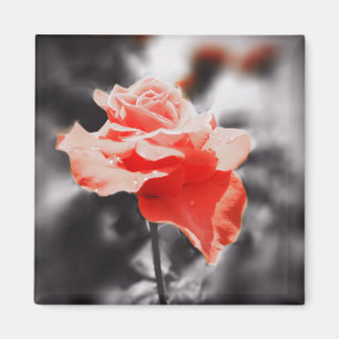 Romantische Rozen bloemen #3 Magneet