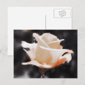 Romantische Rozen bloemen Briefkaart (Voorkant / Achterkant)