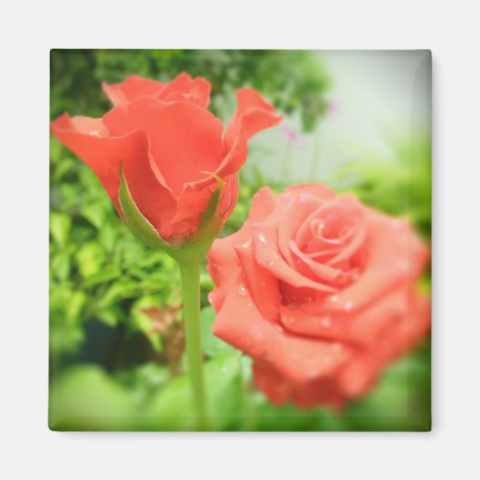 Romantische Rozen Bloemen Magneet (Voorkant)