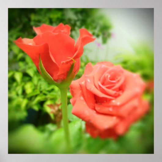 Romantische Rozen bloemen Poster (Voorkant)