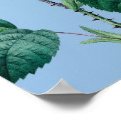 Romantische Rozen Musical Peacock Poster (Hoek)