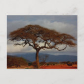 Romantische Safari Afrika Bridal Dank u kaarten (Voorkant)