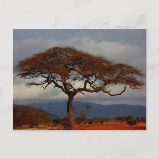 Romantische Safari Afrika Bridal Dank u kaarten (Voorkant)