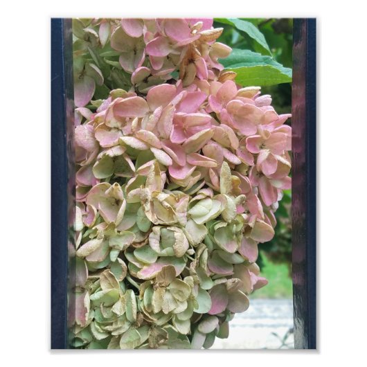 romantische tuin hydrangea foto afdruk (Voorkant)