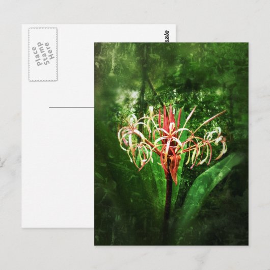 Romantische vintage rode spinlelie briefkaart (Voorkant / Achterkant)