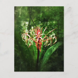 Romantische vintage rode spinlelie briefkaart
