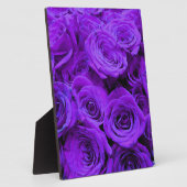 romantische violette paarse rozen ,  rozenroos bou fotoplaat (Zijkant)