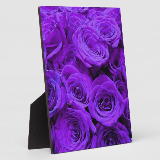 romantische violette paarse rozen ,  rozenroos bou fotoplaat (Zijkant)